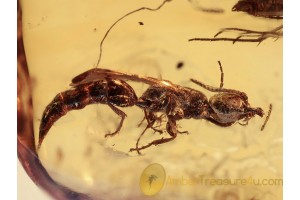 BETHYLID WASP Inclusion in BALTIC AMBER 1198