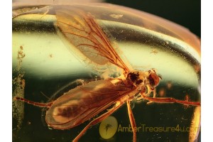 BIBIONIDAE Great MARCH FLY in BALTIC AMBER 667