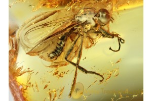 BIBIONIDAE Large MARCH FLY & SWARM in BALTIC AMBER 609