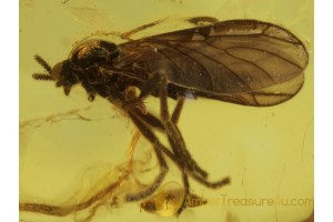 BIBIONIDAE MARCH FLY in BALTIC AMBER 462