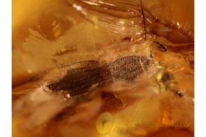 BIPHYLLIDAE False Skin Beetle in BALTIC AMBER 930