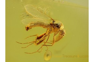 BITING MIDGE w RAPTORIAL LEGS in BALTIC AMBER 99