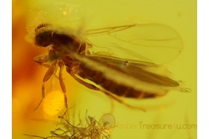 BLACK SCAVENGER FLY SCATOPSIDAE in BALTIC AMBER 125