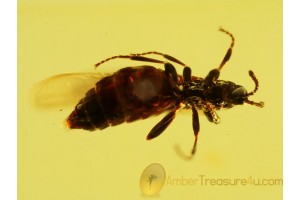 BLACK SCAVENGER FLY SCATOPSIDAE in BALTIC AMBER 284