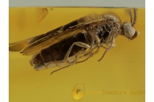 BLACK SCAVENGER FLY SCATOPSIDAE in BALTIC AMBER 450