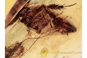 BLATTODEA Adult COCKROACH in BALTIC AMBER 1137