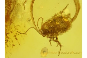 BLATTODEA Great COCKROACH Inclusion in BALTIC AMBER 215