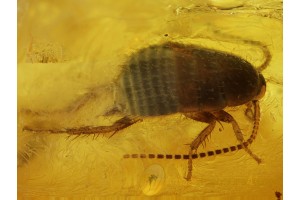 BLATTODEA Great COCKROACH Nymph in BALTIC AMBER 260