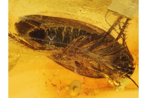 BLATTODEA Huge 12mm COCKROACH in BALTIC AMBER 619