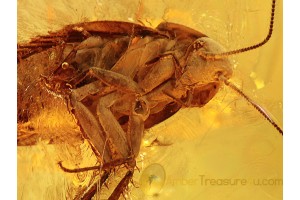 BLATTODEA Huge COCKROACH in BALTIC AMBER 987