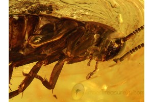 BLATTODEA Large Great COCKROACH in BALTIC AMBER 471