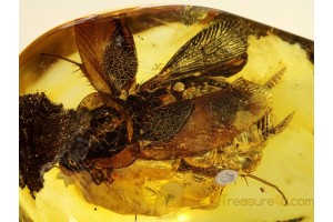 BLATTODEA Spread Wings Large COCKROACH in BALTIC AMBER 80