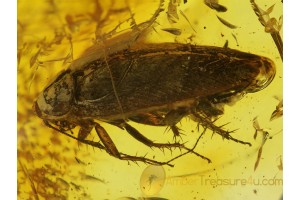 BLATTODEA  Large Great COCKROACH in BALTIC AMBER 352