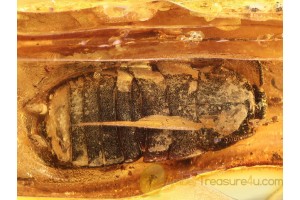 BLATTODEA  Large Nice COCKROACH in BALTIC AMBER 786