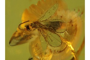 BRACONIDAE WASP Inclusion in Genuine BALTIC AMBER