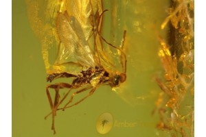 BRACONIDAE WASP Inclusion in Genuine BALTIC AMBER