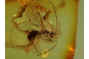 BRACONIDAE WASP Inclusion in Genuine BALTIC AMBER