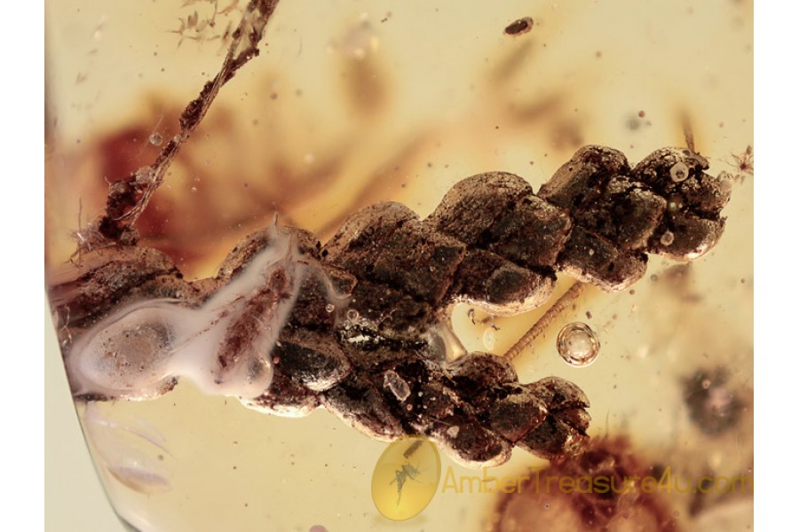 BRANCHED THUJA & Collembola in BALTIC AMBER 1152 BRANCHED THUJA & Collembola in BALTIC AMBER 1152