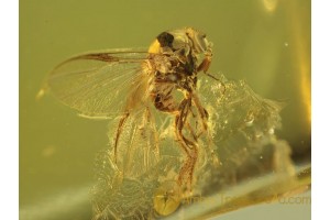 Blood Feeding BLACK FLY Simuliidae in Genuine BALTIC AMBER