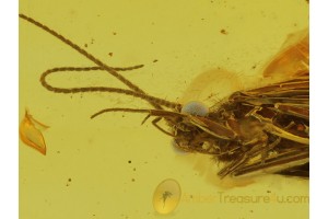 Blue Eyed CADDISFLY Trichoptera in Genuine BALTIC AMBER 164