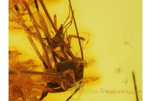 CADDIDAE HARVESTMEN in ACTION - BALTIC AMBER 280