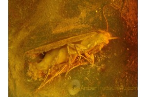 CADDISFLY Trichoptera LAYING EGGS in Genuine BALTIC AMBER