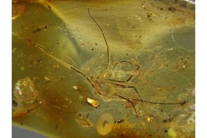 CADDO DENTIPALPUS Huge HARVESTMEN in BALTIC AMBER 85