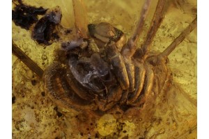 CADDO DENTIPALPUS HARVESTMEN in BALTIC AMBER 442