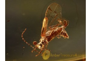 CANTHARIDAE Malthininae Soldier Beetle BALTIC AMBER 1003