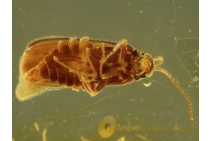 CANTHARIDAE SILINAE Soldier Beetle in Genuine BALTIC AMBER 425