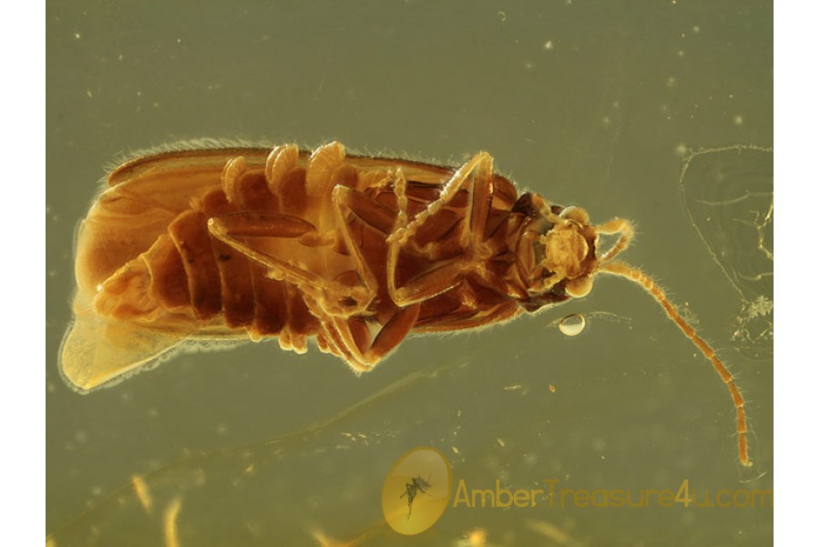 CANTHARIDAE SILINAE Soldier Beetle in Genuine BALTIC AMBER 425