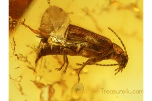 CANTHARIDAE Nice Soldier Beetle in BALTIC AMBER 503