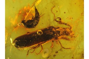 CANTHARID CACOMORPHOCERUS & STAPHYLINID in Genuine BALTIC AMBER