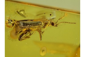 CARABIDAE GROUND BEETLE in Genuine BALTIC AMBER 82