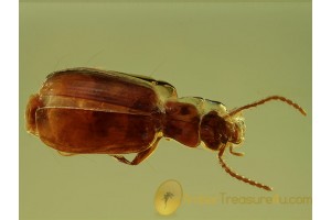 CARABIDAE LEBIINI Superb Ground Beetle in BALTIC AMBER 468