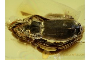 CARABIDAE LEBIINI Ground Beetle in BALTIC AMBER 502