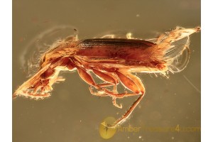 CARABIDAE LEBIINI Nice Ground Beetle in BALTIC AMBER 995