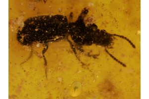 CARABID CLIVININI & LARVAES of ANT in BALTIC AMBER 150