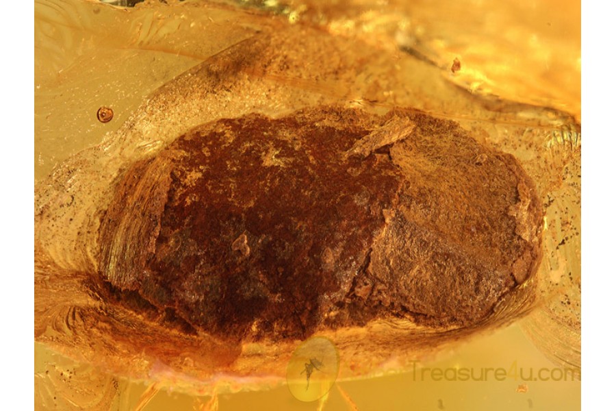 CASE w LARVA Inside LEPIDOPTERA ?  in BALTIC AMBER 857