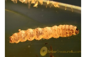 CATERPILLAR Moth Larvae LEPIDOPTERA  in BALTIC AMBER 787