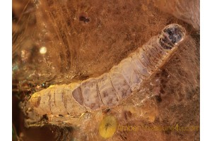 CATERPILLAR Moth LEPIDOPTERA Larvae in BALTIC AMBER 1092