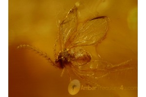 CECIDOMYIIDAE Great GALL MIDGE & + in BALTIC AMBER 483