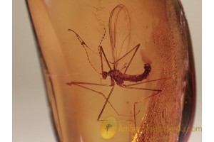 CECIDOMYIIDAE Great GALL MIDGE in BALTIC AMBER 1184