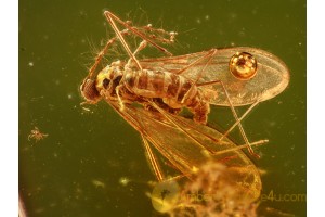 CECIDOMYIIDAE Nice GALL MIDGE in BALTIC AMBER 690