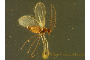 CECIDOMYIIDAE Superb GALL MIDGE in BALTIC AMBER 599