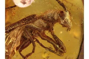 CERAMBYCIDAE Longhorn Beetle in BALTIC AMBER 1008