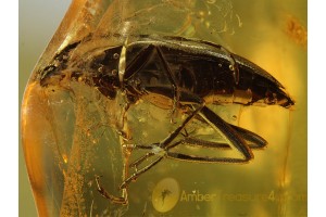 CERANBYCIDAE Lepturinae LONGHORN BEETLE in BALTIC AMBER 683