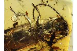 CERANBYCIDAE Nothorhina LONGHORN BEETLE  in BALTIC AMBER 635