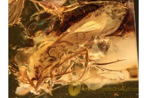 CERAPACHYINAE PROCERAPACHYS Large ANT in BALTIC AMBER 882