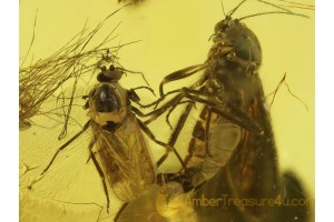 CERATOPOGONIDAE 2 Large BITING MIDGES in BALTIC AMBER 214